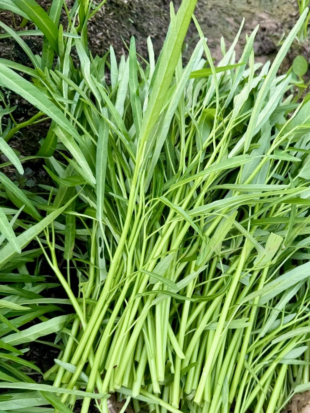 Kangkong seeds packaged for multiple growing cycles in your backyard.