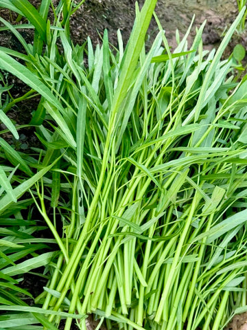 Kangkong seeds packaged for multiple growing cycles in your backyard.