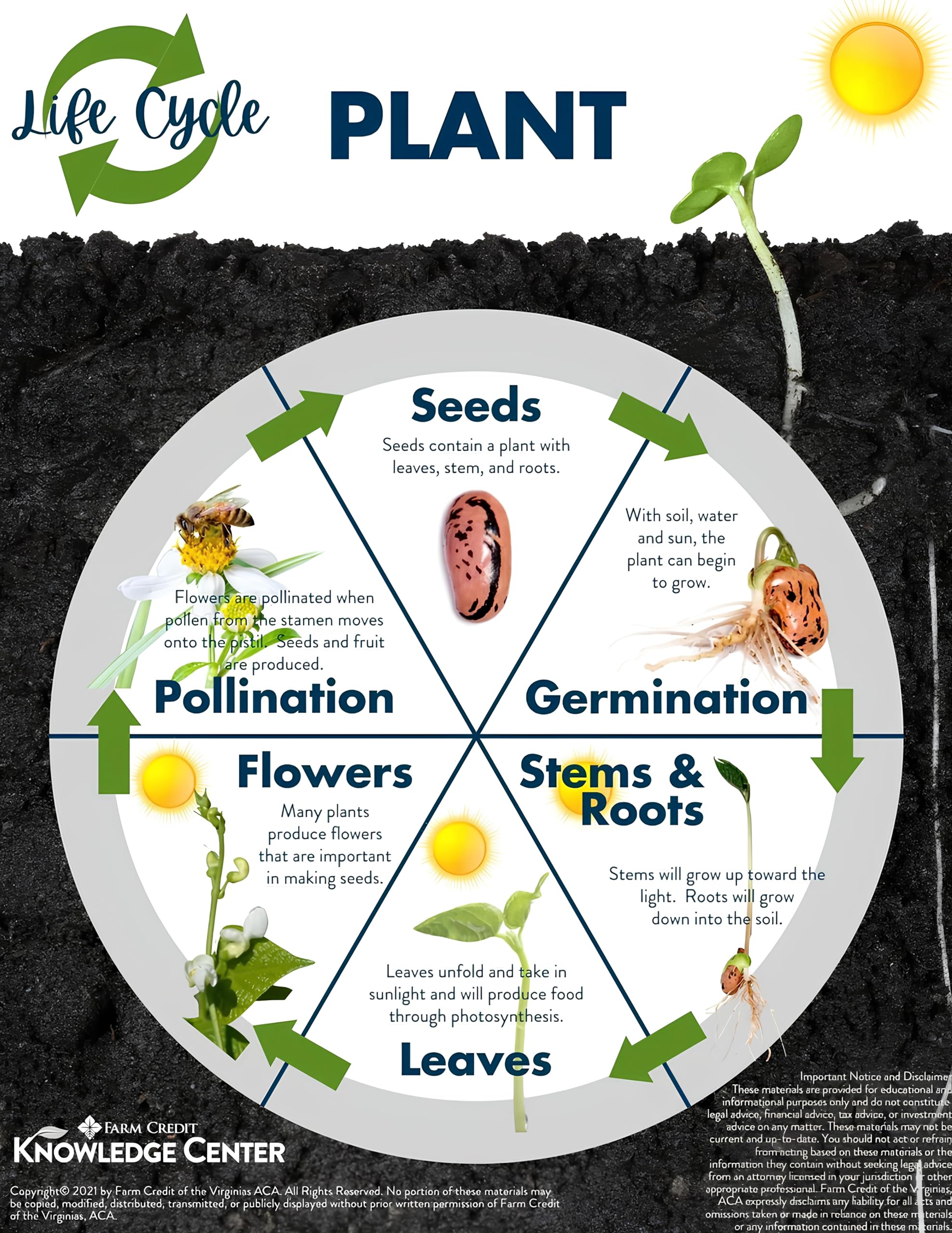 nooelec seeds india garden-ready seed batch for backyard color