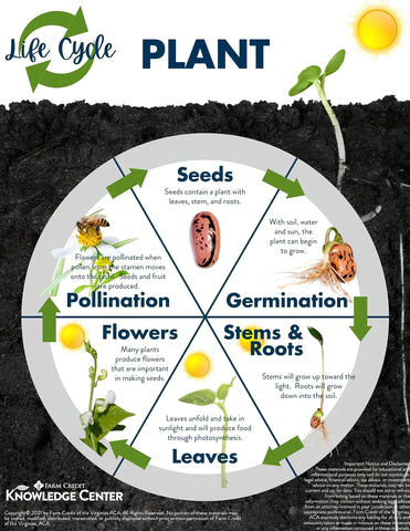 nooelec seeds india garden-ready seed batch for backyard color