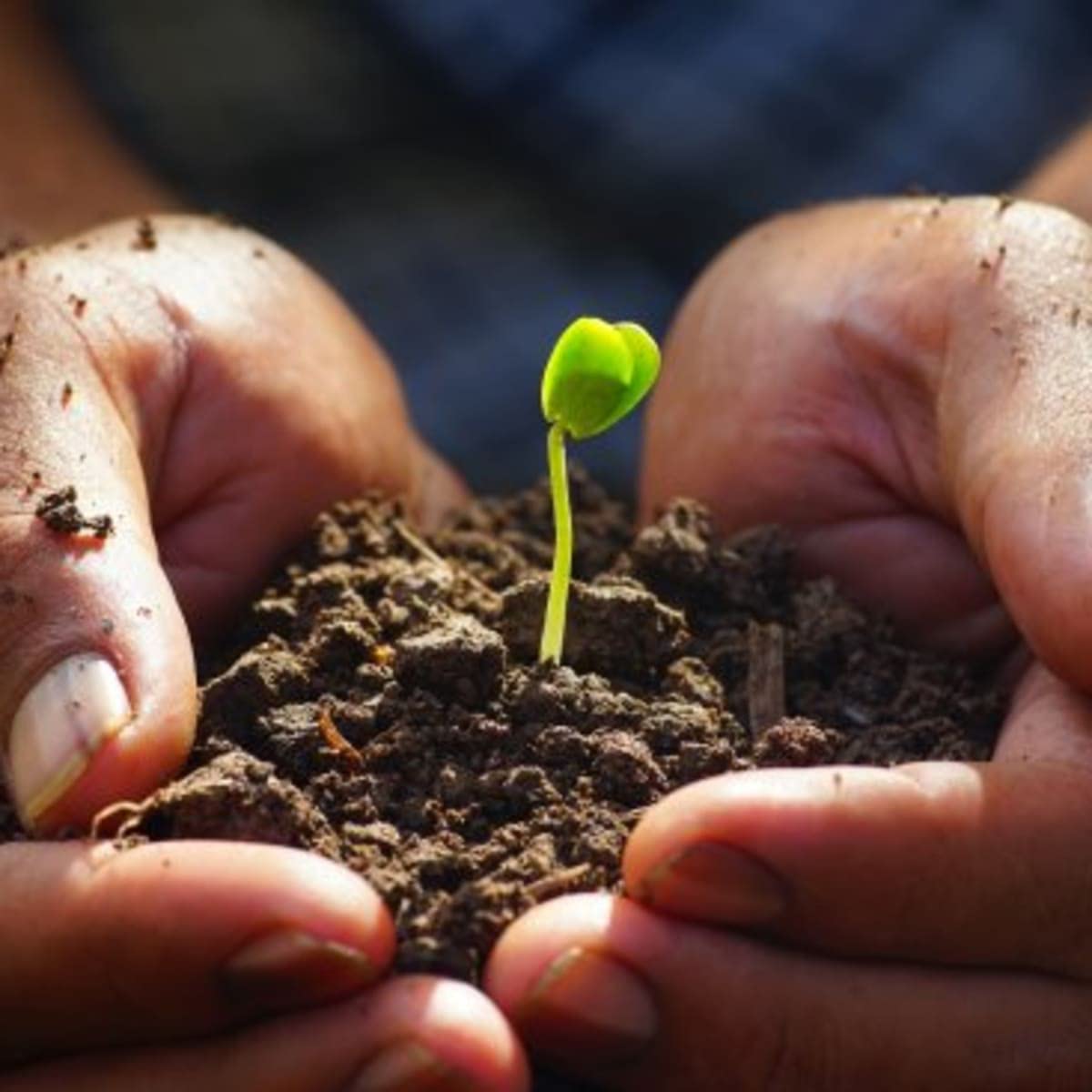 nooelec seeds india back-of-packet information includes days to maturity