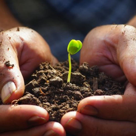 nooelec seeds india back-of-packet information includes days to maturity