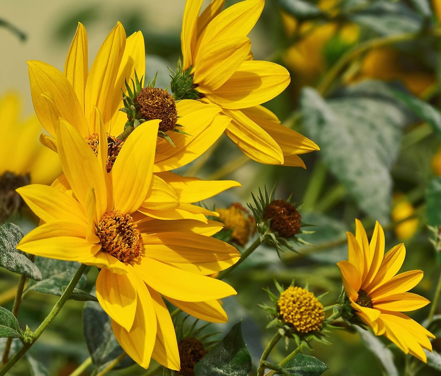 nooelec seeds india maximilian sunflower seeds close-up showing color and texture for planting inspiration
