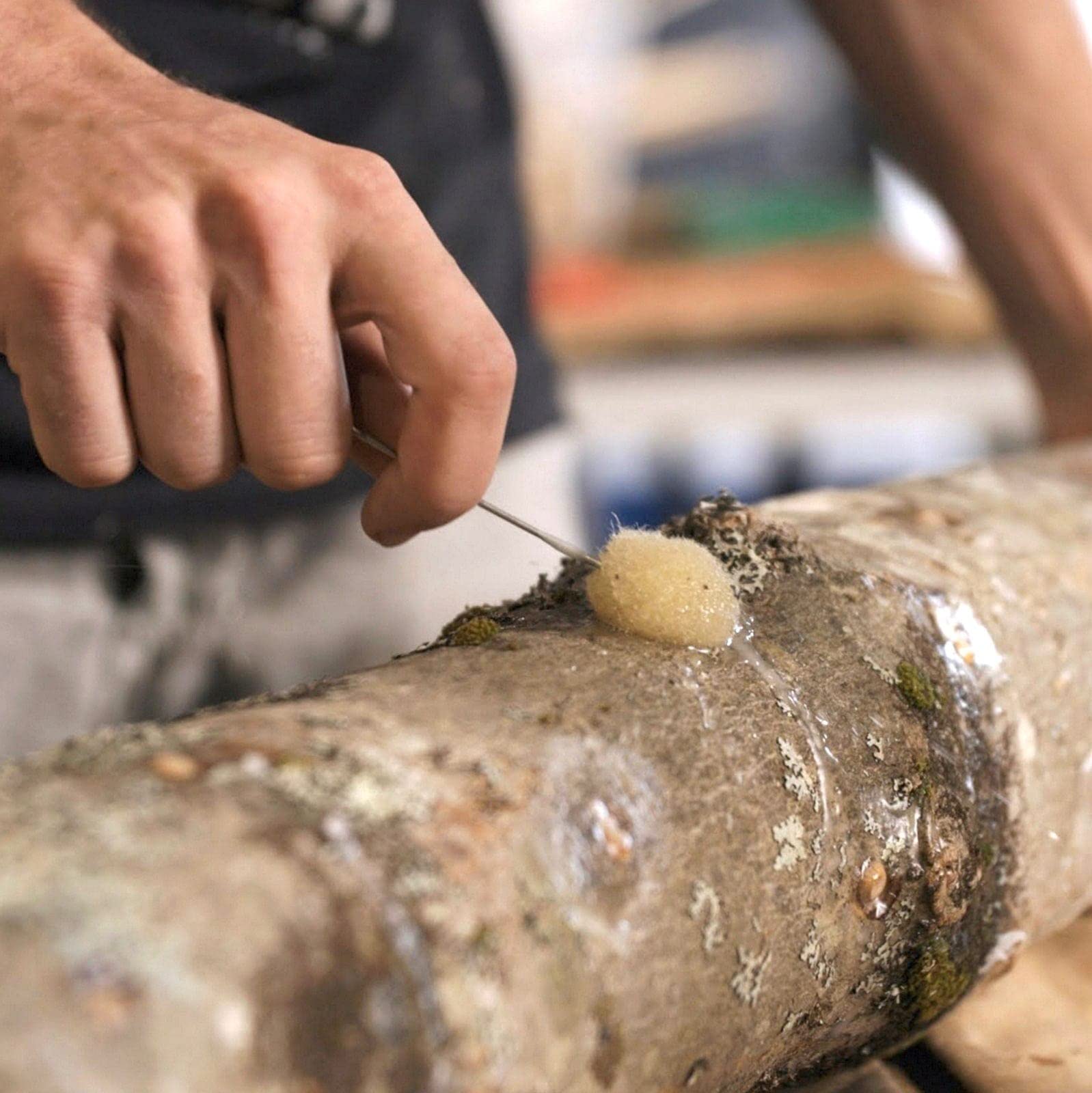 North Spore shiitake dried slices add flavorful cooking options.