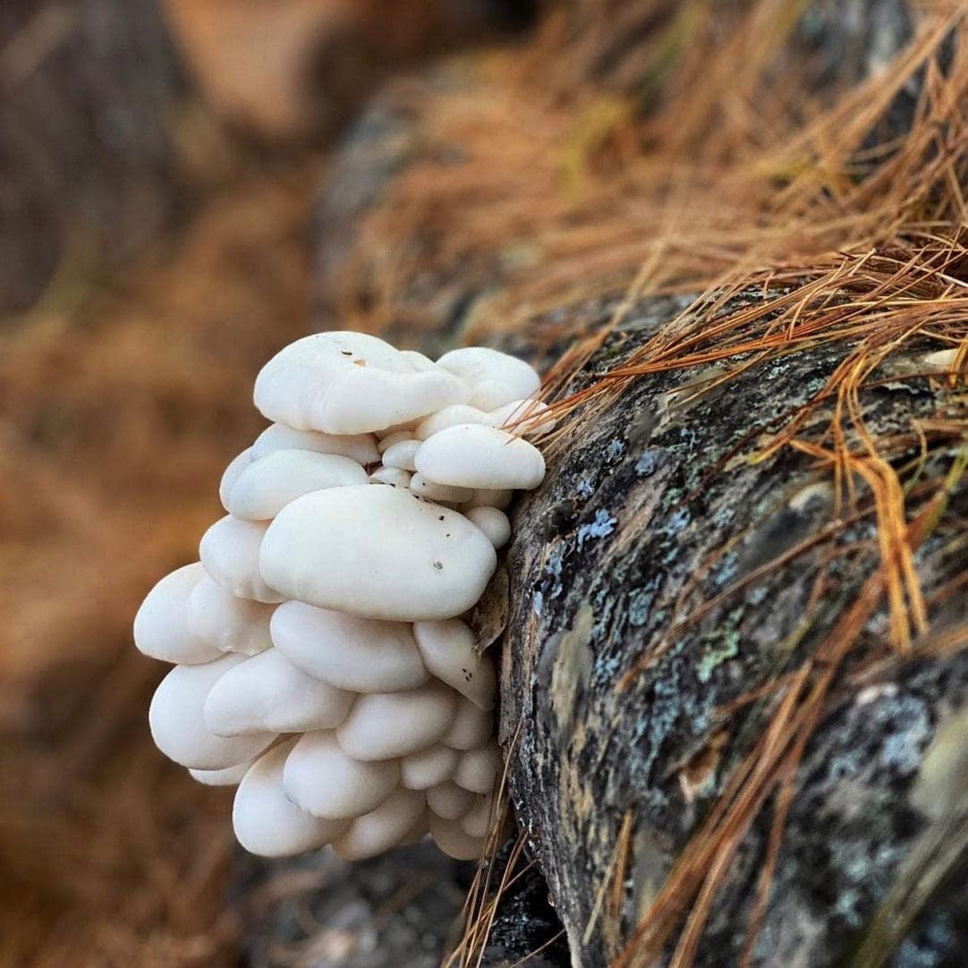 North Spore plug inserted into a log for upcoming mushroom growth.