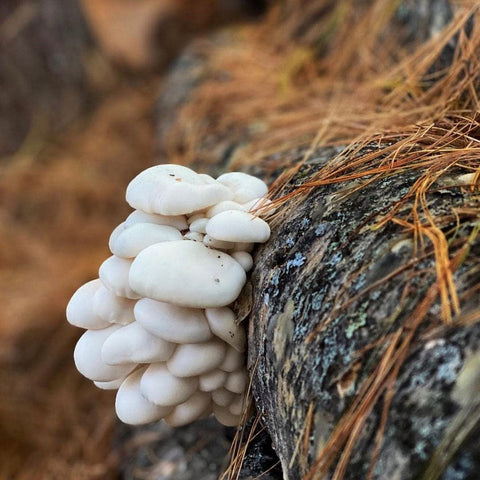 North Spore plug inserted into a log for upcoming mushroom growth.
