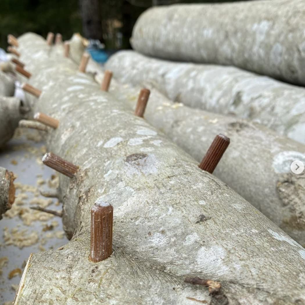 North Spore shiitake plugs from Maine reflect handmade production.