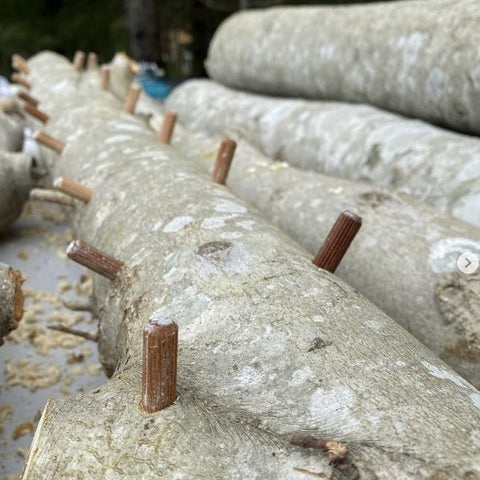 North Spore shiitake plugs from Maine reflect handmade production.