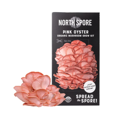North Spore pink oyster harvest, fresh clusters ready for sautéing