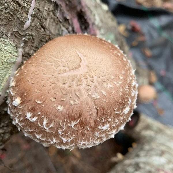 North Spore shiitake plugs bulk 500ct suit small projects.