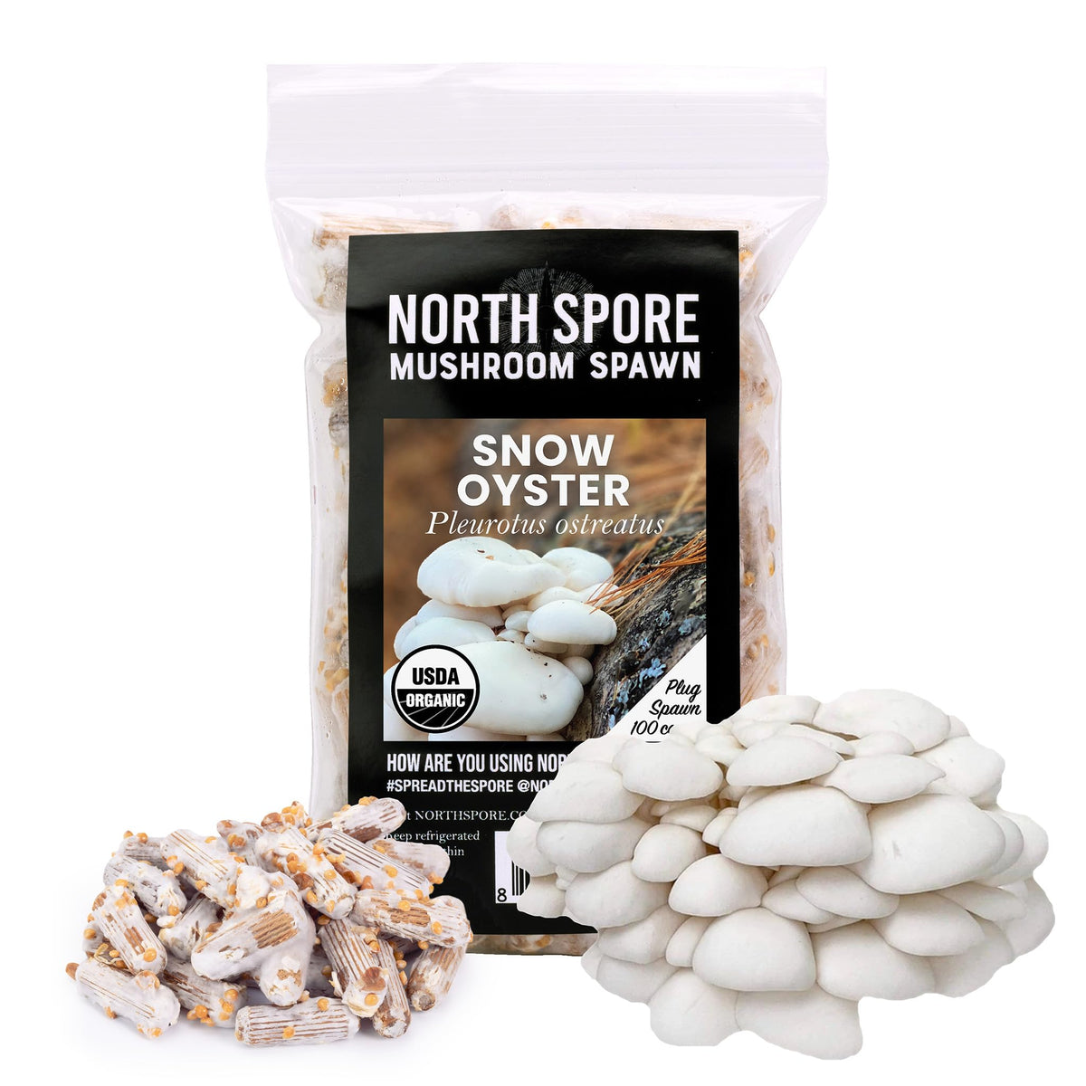 North Spore Snow Oyster plug close-up for easy outdoor log cultivation.