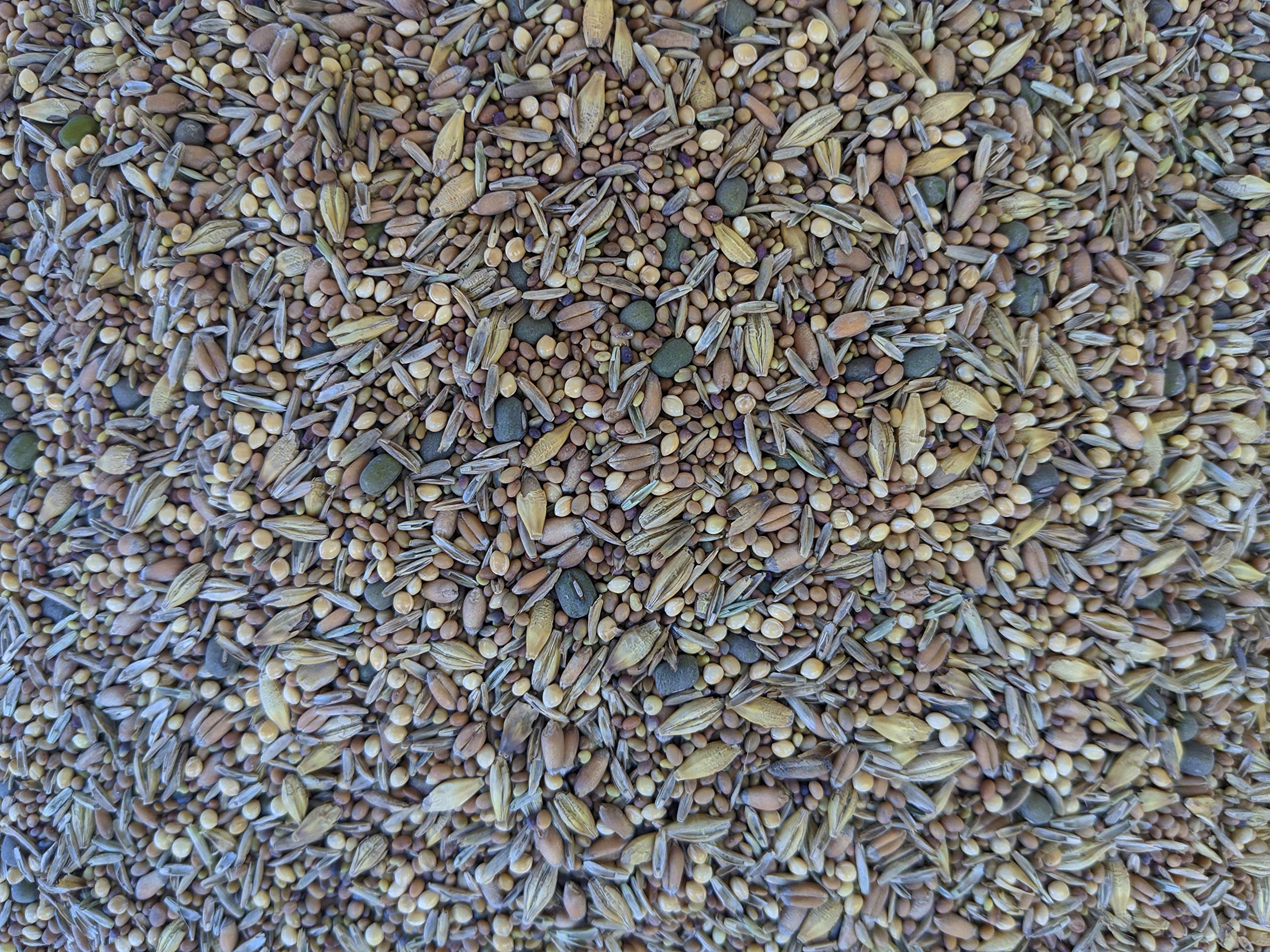 Not-Till Solutions clover-millet-alfalfa grains mix for diverse poultry nutrition