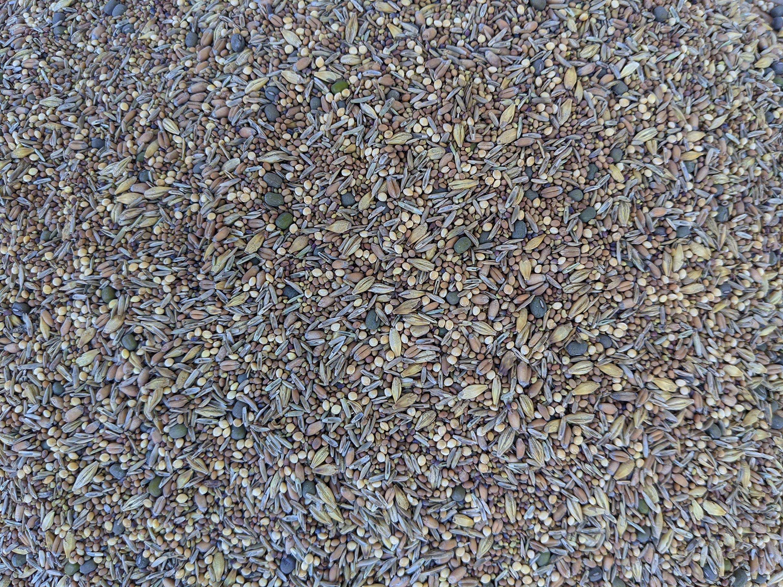 Not-Till Solutions premium chicken pasture seed 1lb grazing mix for poultry