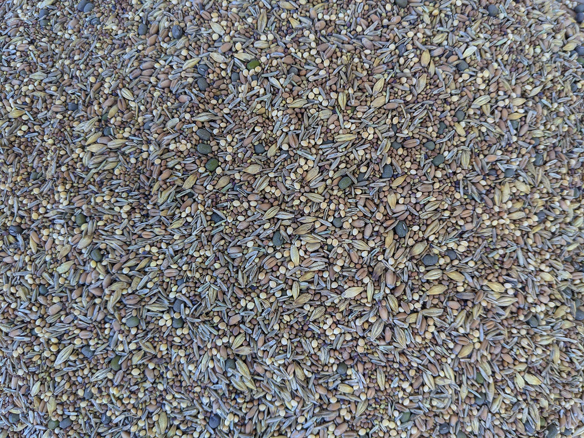 Not-Till Solutions premium chicken pasture seed 1lb grazing mix for poultry