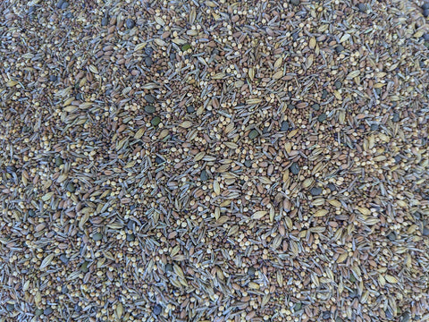 Not-Till Solutions premium chicken pasture seed 1lb grazing mix for poultry