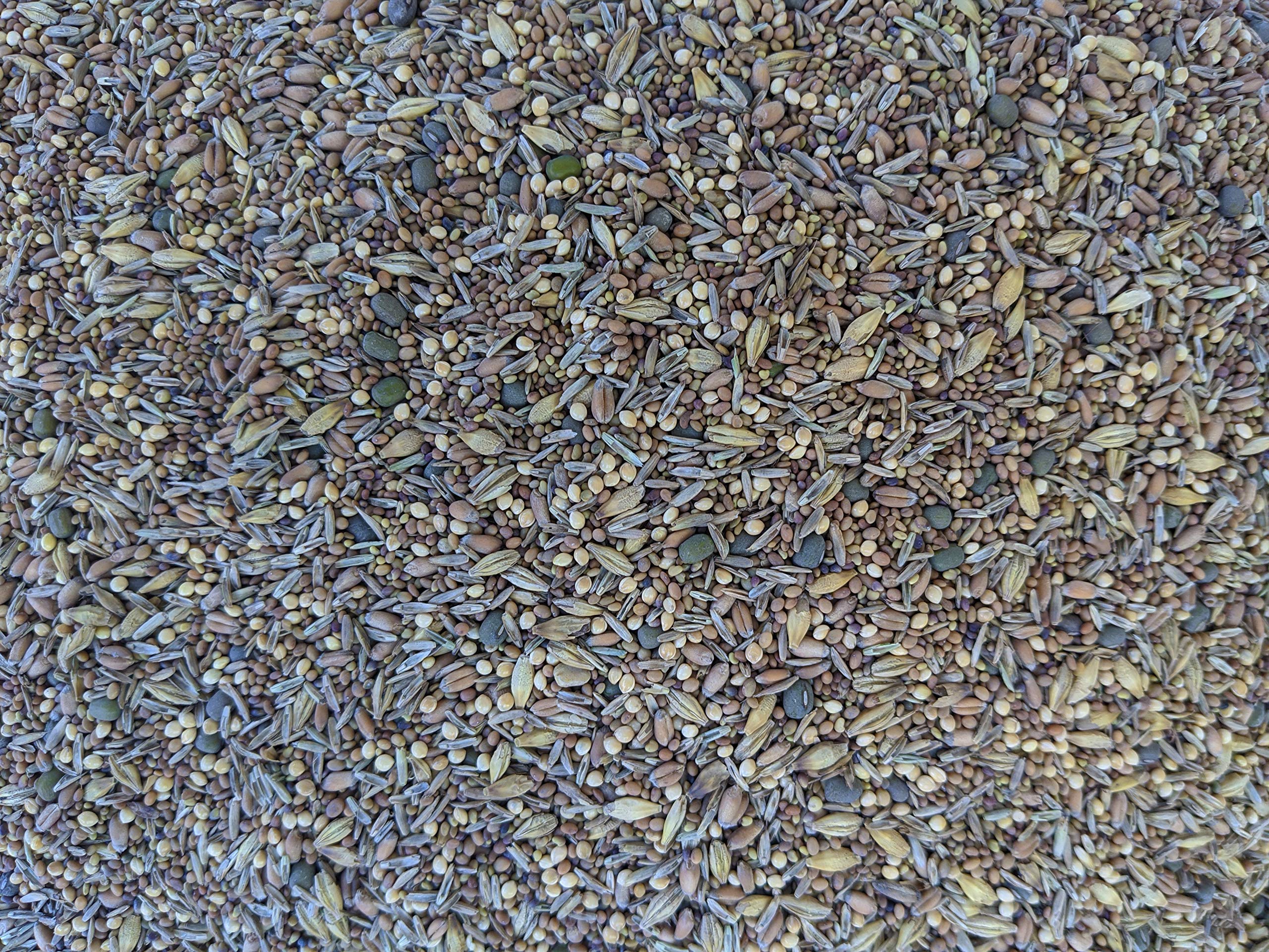 Not-Till Solutions seed mix for grazing sprouts and fresh forage