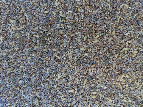 Not-Till Solutions seed mix for grazing sprouts and fresh forage