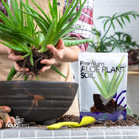 Nova-TERRA indoor succulent soil helps balanced moisture for thriving plants.
