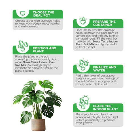 Nova-TERRA potting soil in large-planter setups supports lush indoor greenery.