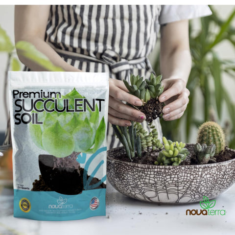 NOVA-TERRA ready-to-use succulent soil in a pot-ready mix