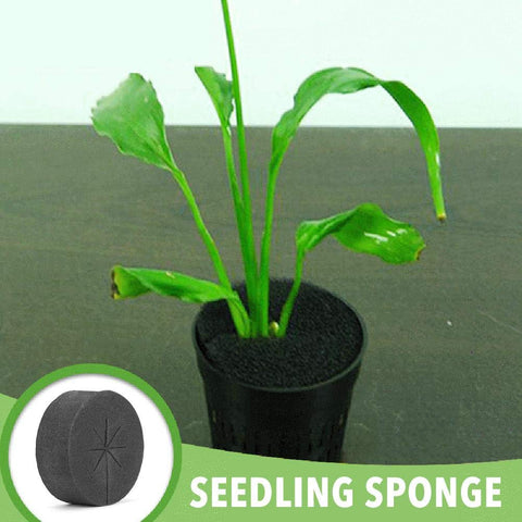 NOWHYX cloning collars measure 48x20mm for compatible hydroponic systems.