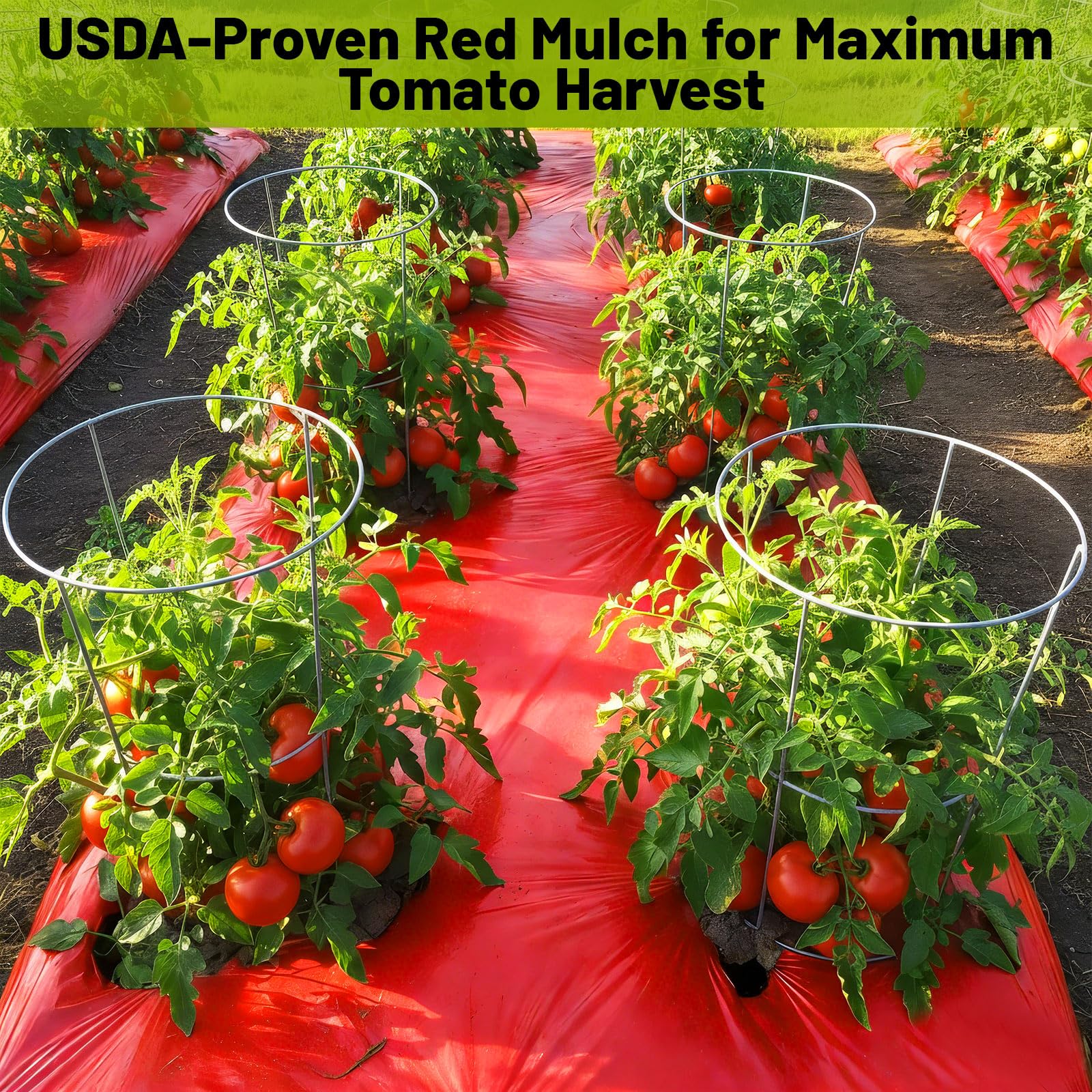 NRWRTY soil-warming red mulch speeds early growth for tomatoes and peppers.