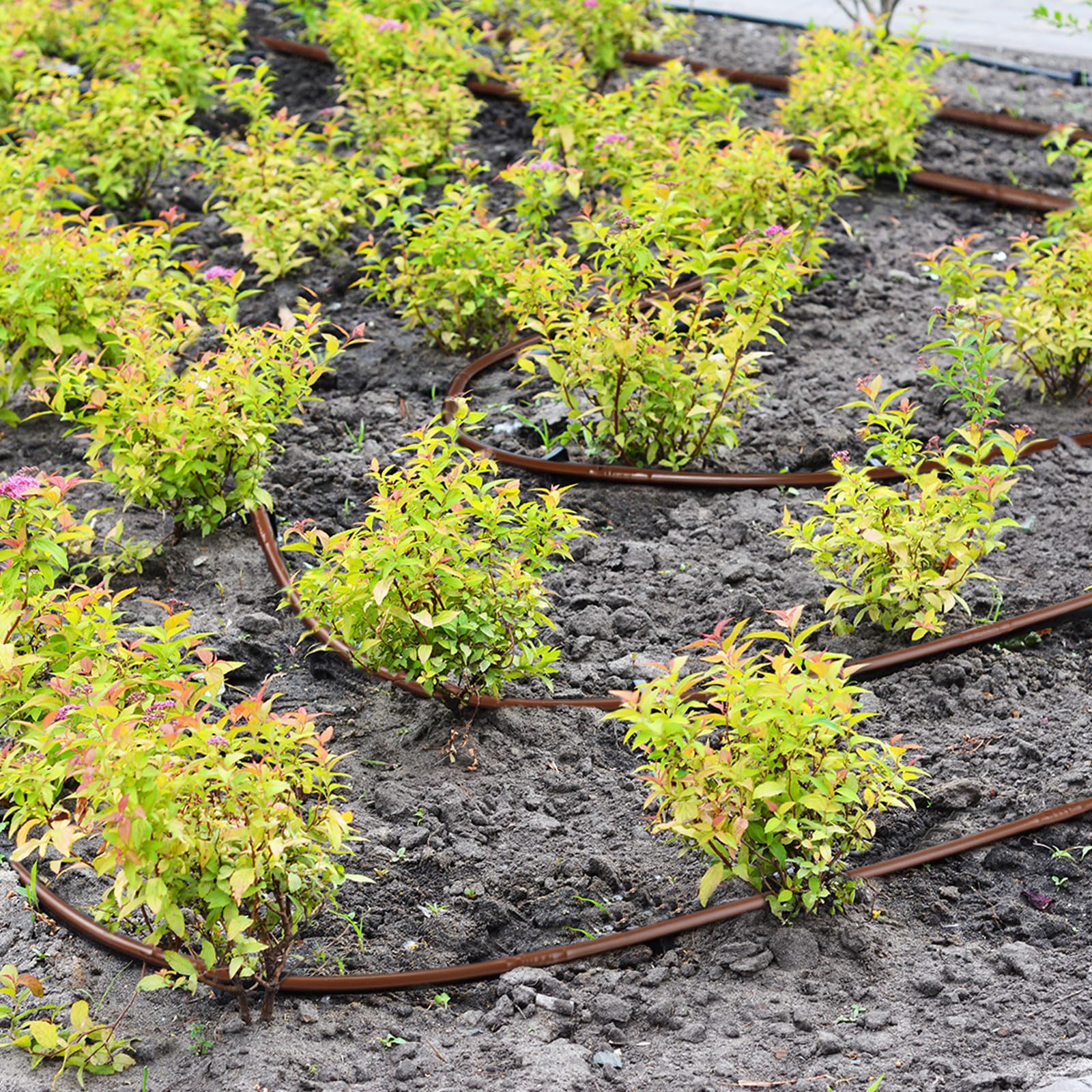 Nuanchu 6-inch emitter spacing ensures even coverage along rows.