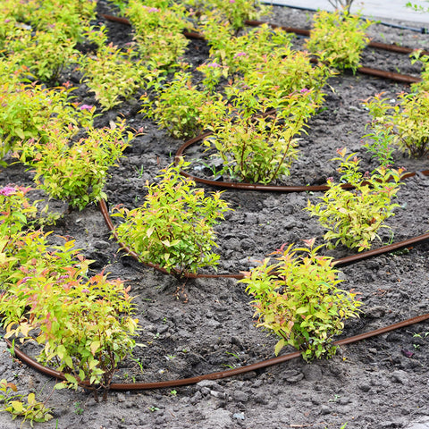 Nuanchu 6-inch emitter spacing ensures even coverage along rows.