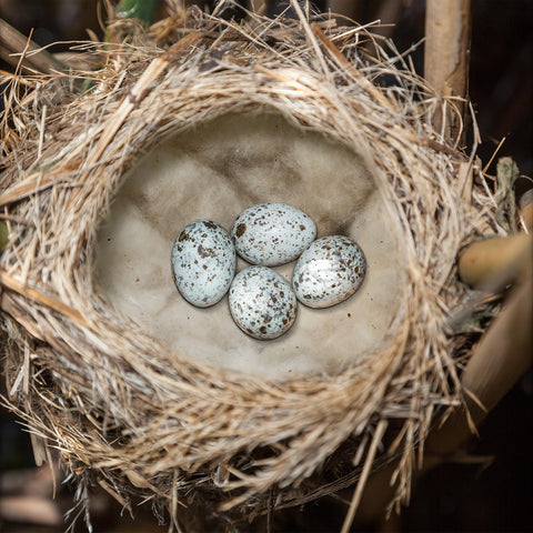 Nuanchu nest material is easy to clean in cages and enclosures
