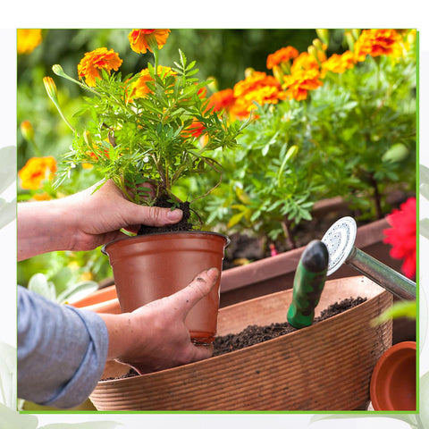 Nuanchu plant pots for outdoor and indoor planting with versatile seedling use.
