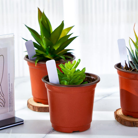 Nuenen seed-starting pot ideal for propagation and transplanting.
