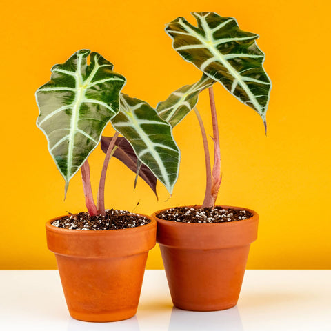 Nuogo small pots bundle ideal for DIY projects and gifts.