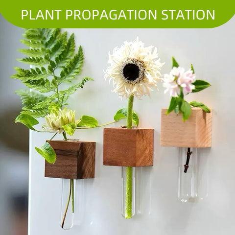 NUOLUTH glass test tubes provide clear display for hydroponic plants and cuttings.