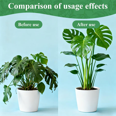 Nuotuv stake enables vertical growth for Monstera, Pothos and Philodendron climbers.