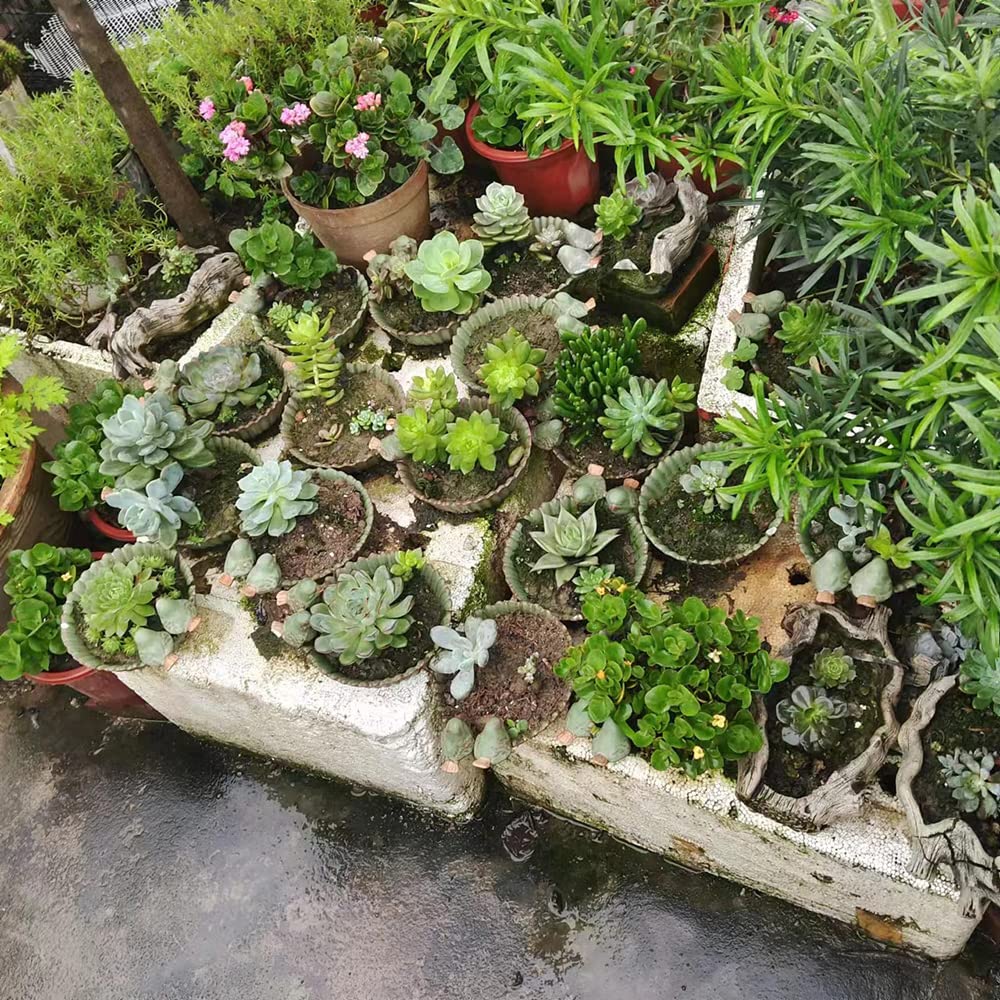 NWFashion bird planter supports tiny succulents and small flowers.