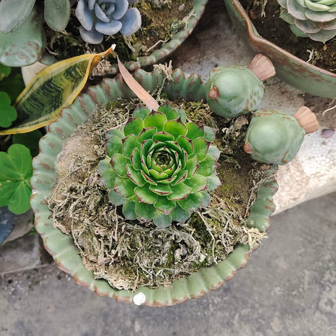 NWFashion 6-inch bird planter suits indoor succulent displays.