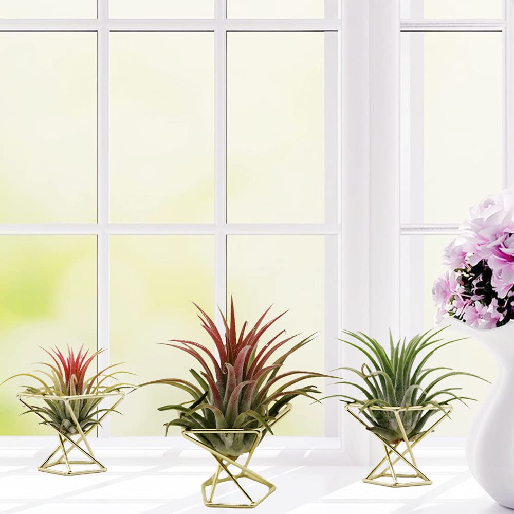 Nwsrayu gold pentagon stand securely holds Tillandsia for stylish shelves.