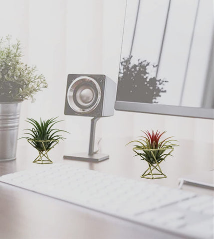 Nwsrayu air plant rack set adds contemporary charm to desks and tables.
