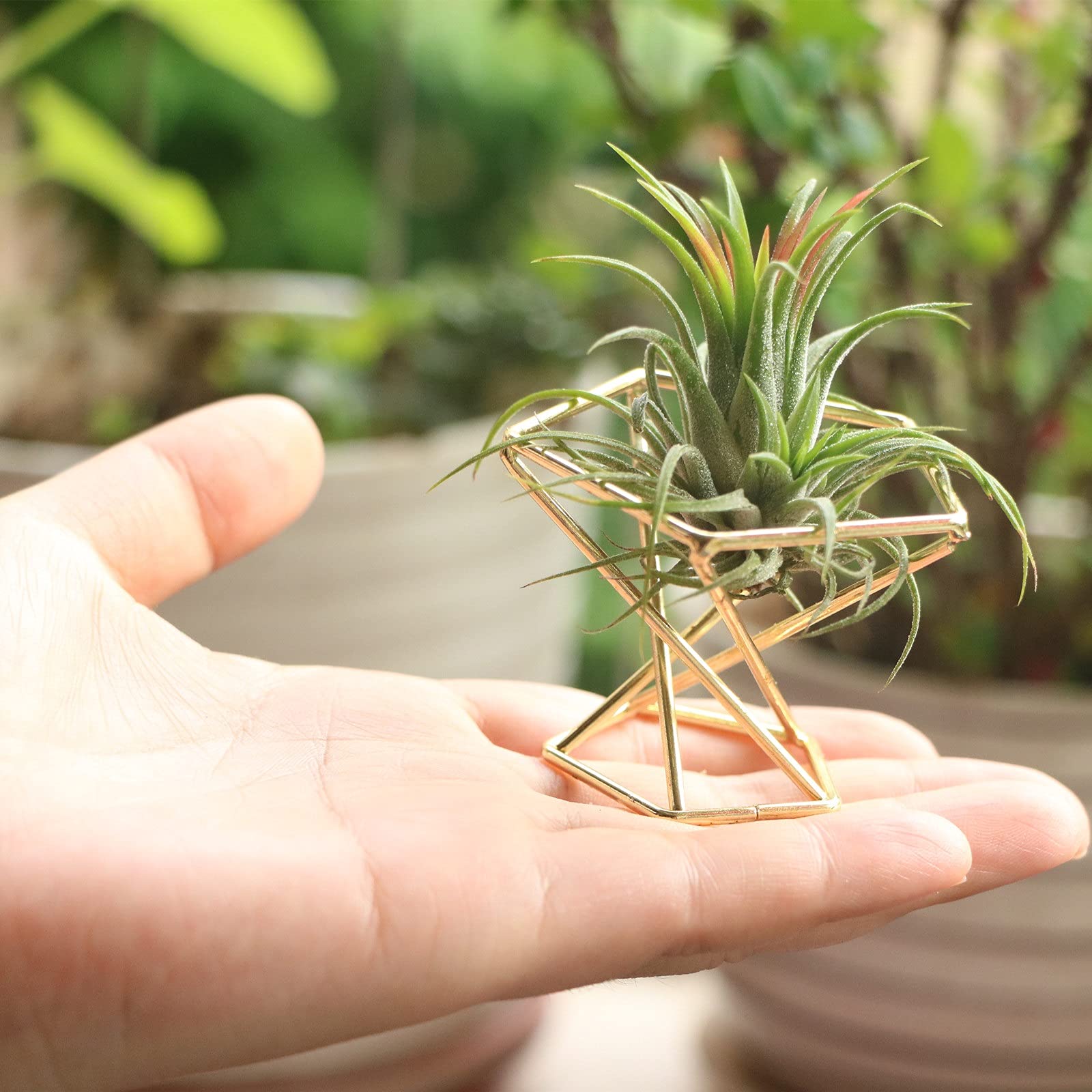 Nwsrayu air plant holders serve as tasteful centerpieces and accents.