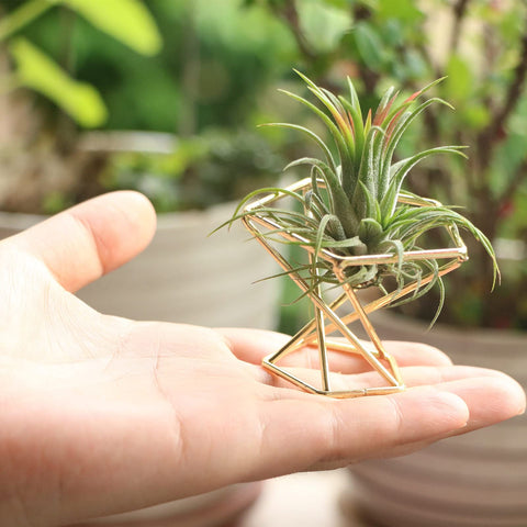 Nwsrayu air plant holders serve as tasteful centerpieces and accents.