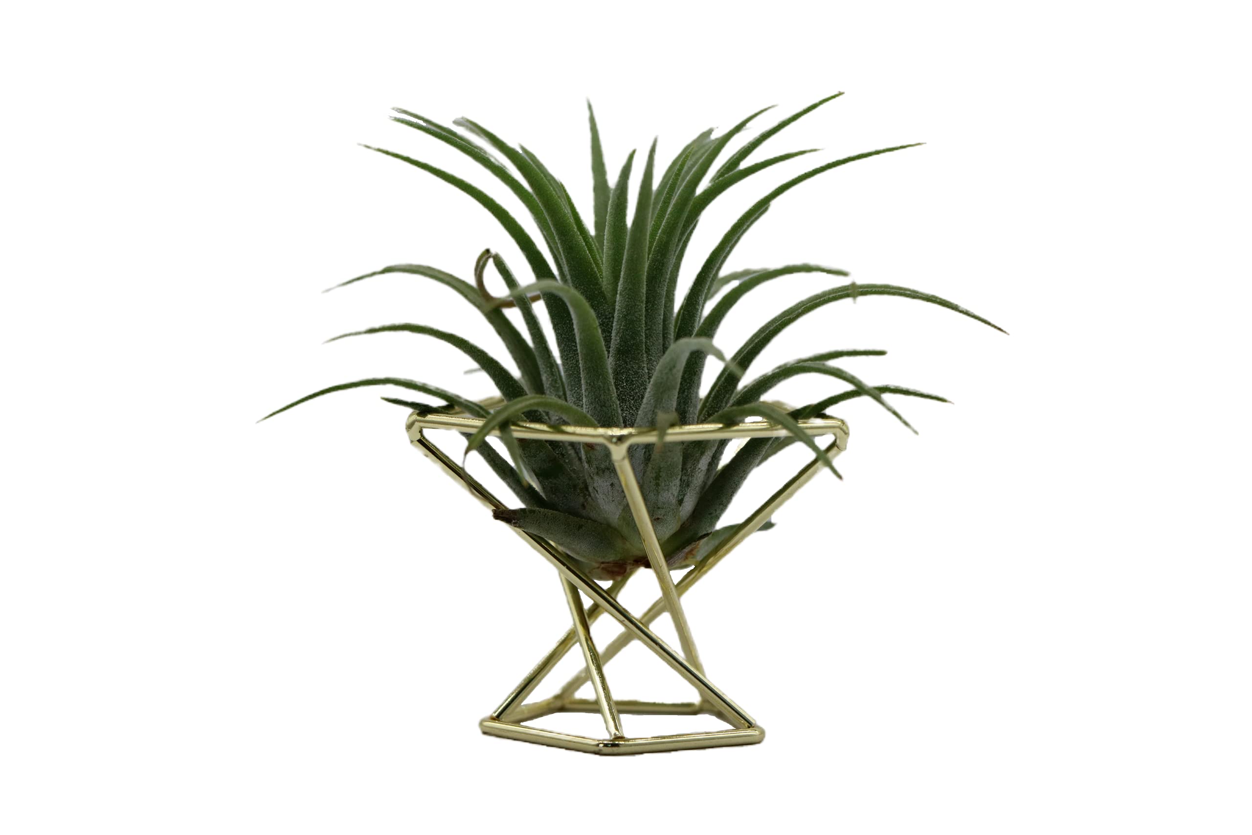 Nwsrayu gold geometric cages blend with homes and offices for flexible styling.