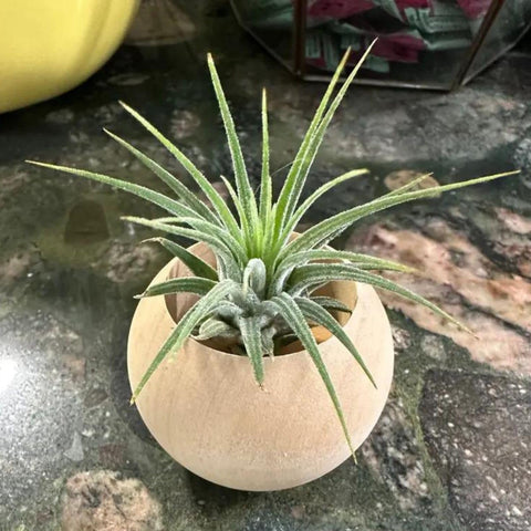 Nwsrayu wood planter holds Tillandsia securely for easy maintenance.
