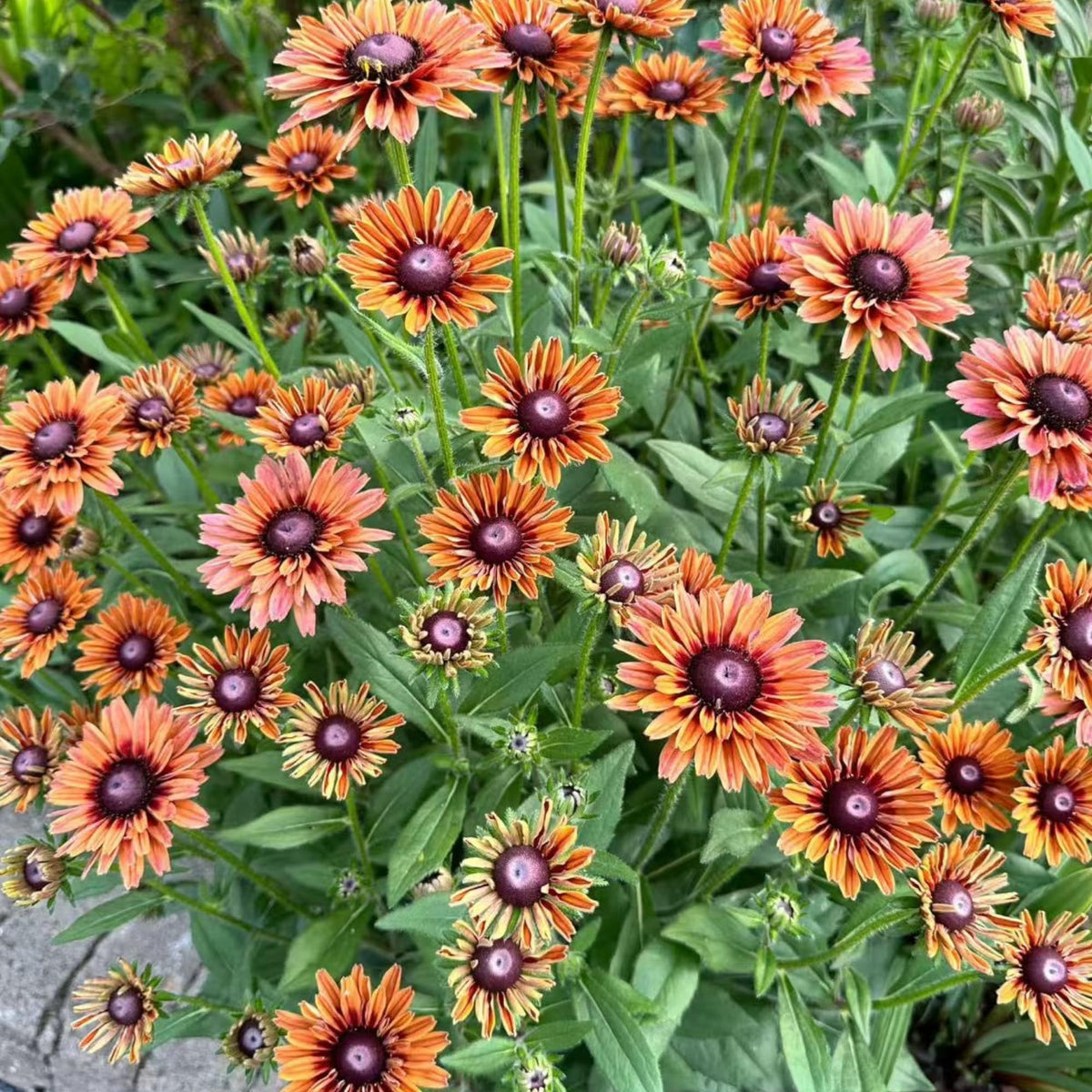 NYGardenia Black-Eyed Susan seeds pack brightens borders and attracts pollinators