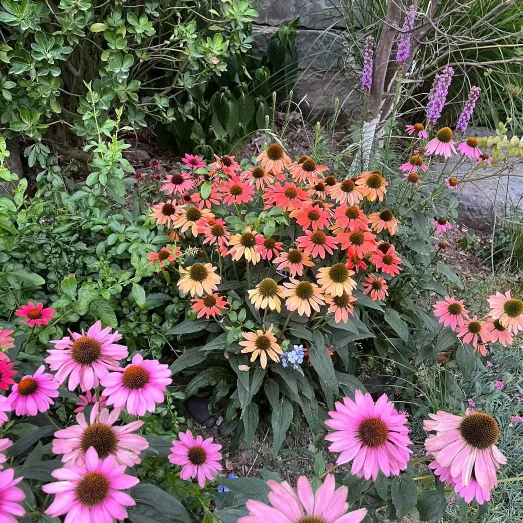 NYGardenia seeds ideal for backyard wildflower meadows with native plant companions.
