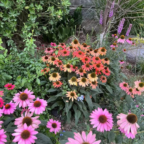 NYGardenia seeds ideal for backyard wildflower meadows with native plant companions.