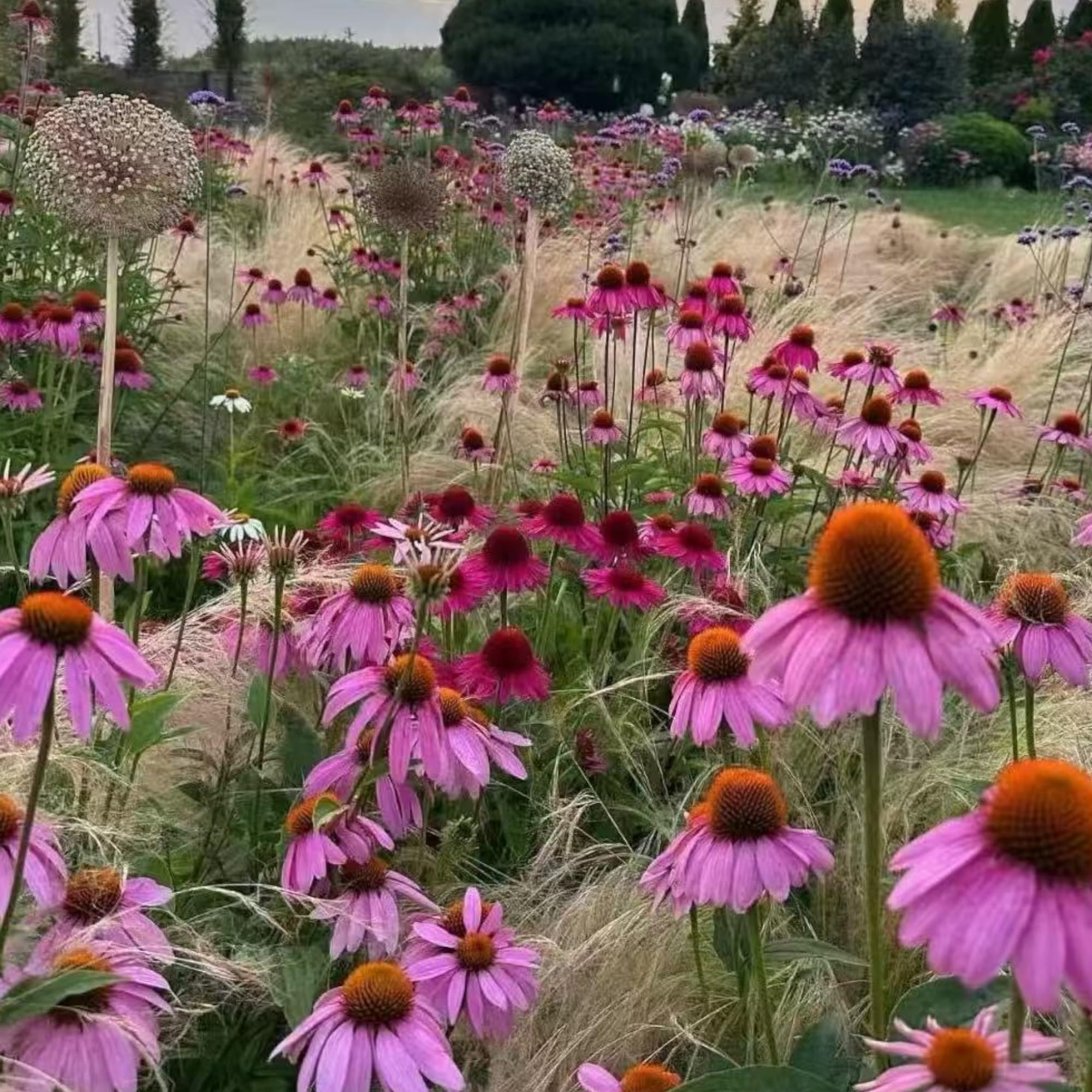 NYGardenia pink echinacea seeds for borders, creating a durable wildflower display.