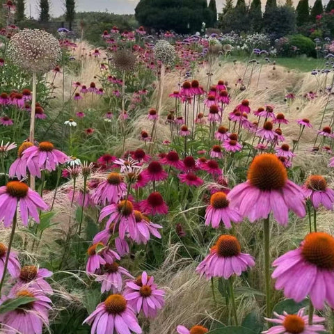 NYGardenia pink echinacea seeds for borders, creating a durable wildflower display.