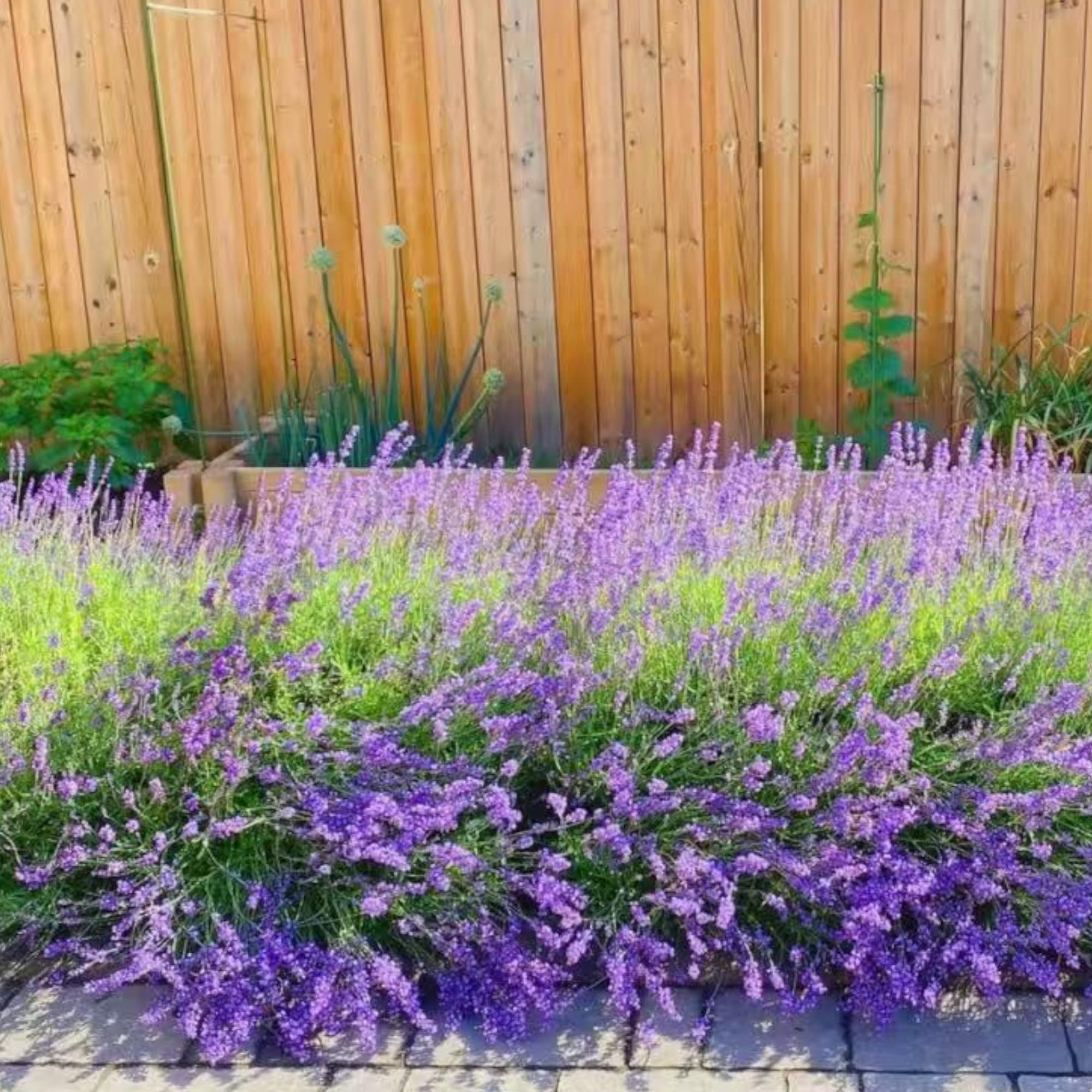 NYGardenia container lavender for patio pots and containers.