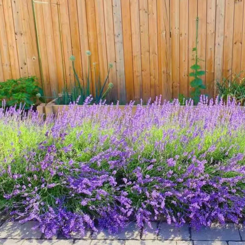 NYGardenia container lavender for patio pots and containers.