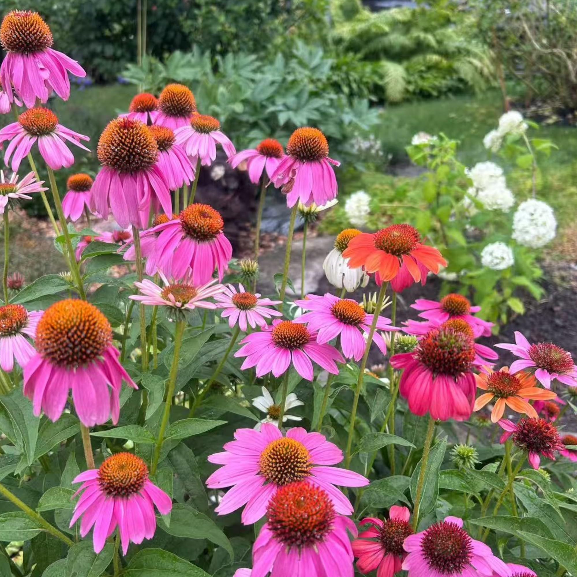 NYGardenia coneflower thrives in dry soils, suitable for xeriscaping and low-water gardens.